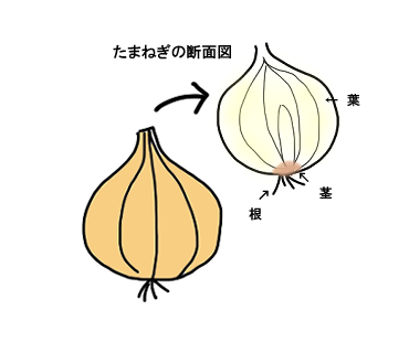 たまねぎの断面図